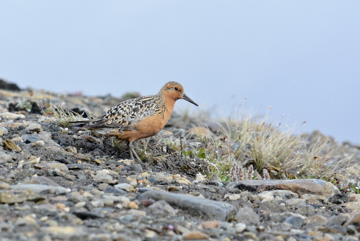 Red Knot - ML587802251