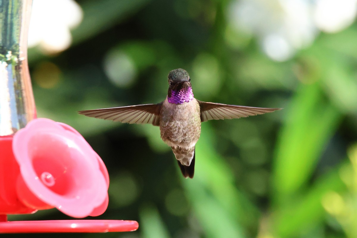 Black-chinned x Anna's Hummingbird (hybrid) - Andrew Lee