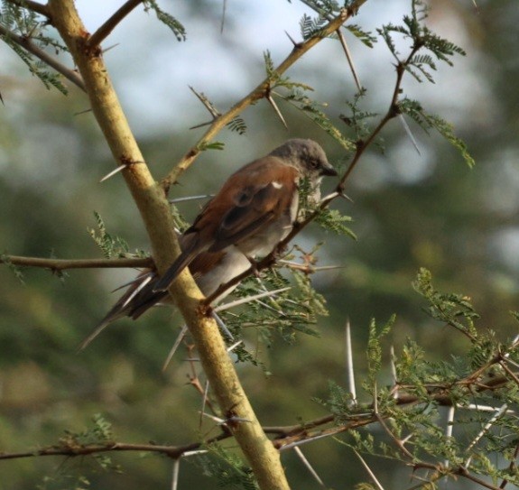 Southern Gray-headed Sparrow - ML587804621
