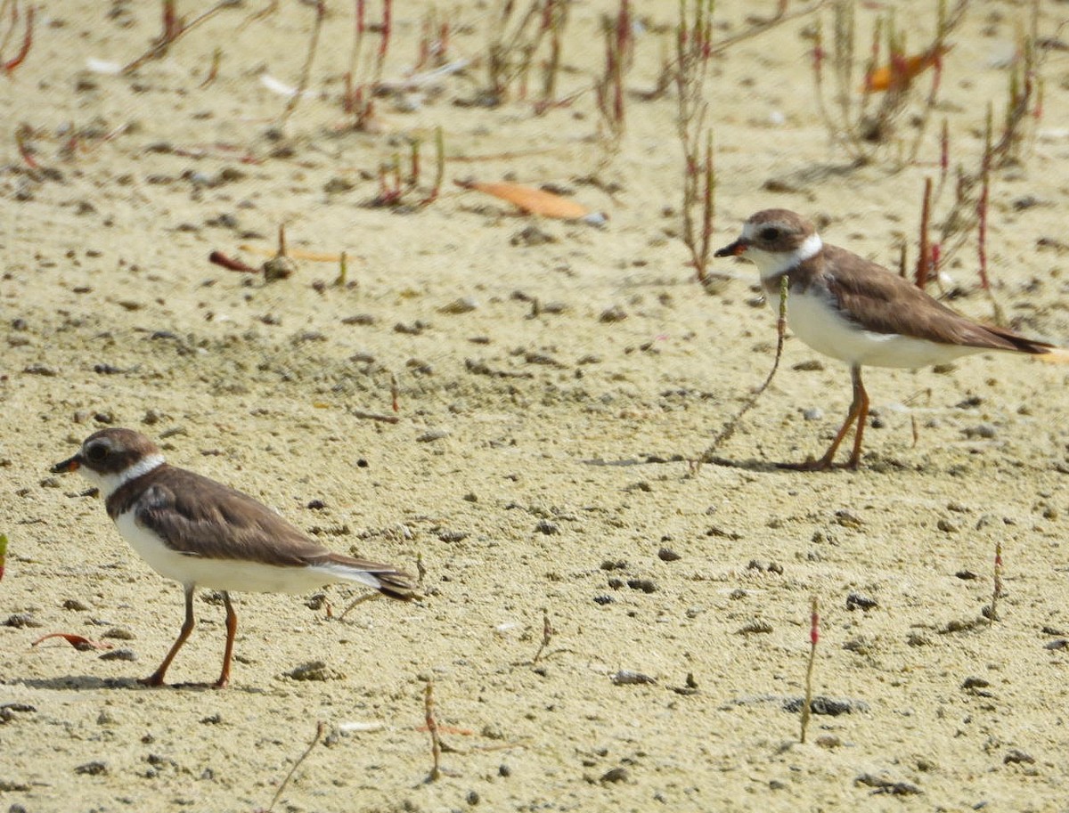 Semipalmated Plover - ML587806601