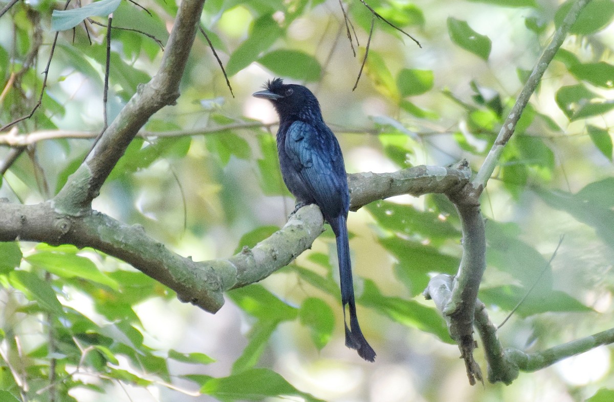 Greater Racket-tailed Drongo - ML587807731