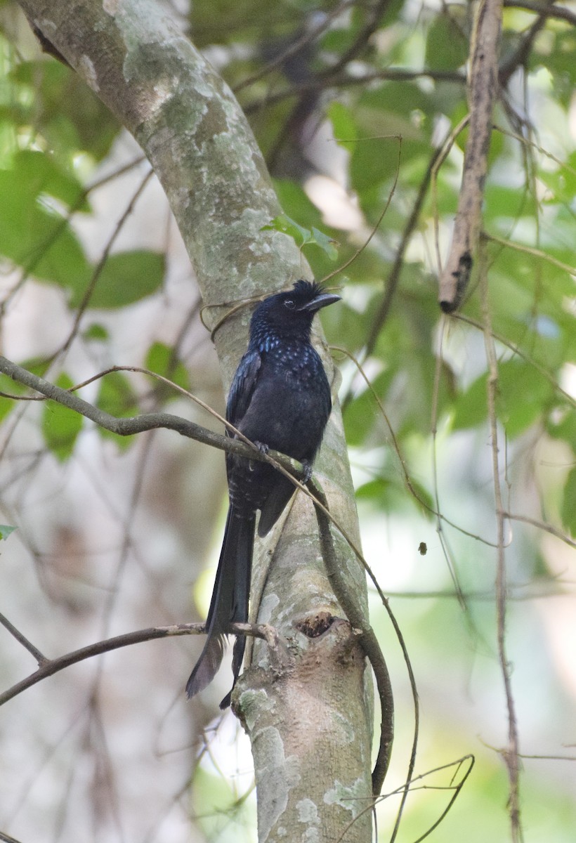 Greater Racket-tailed Drongo - ML587807821