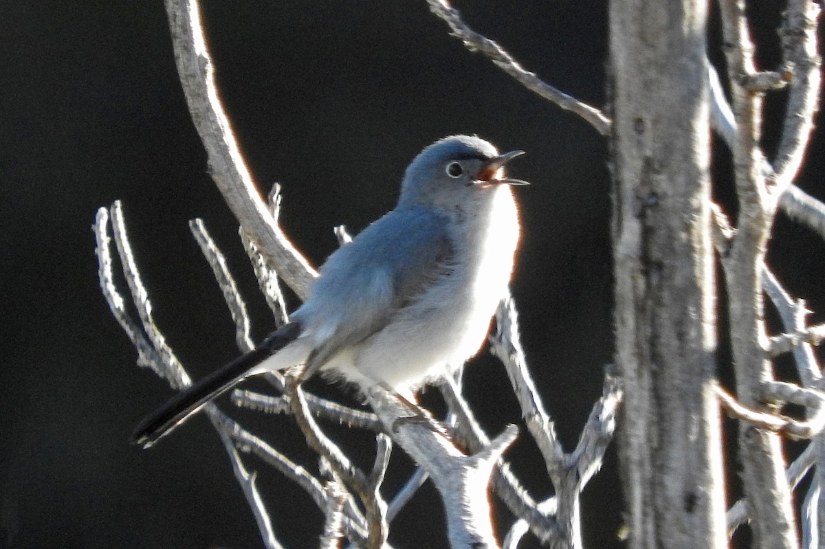 Blue-gray Gnatcatcher - Mary Brown