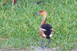 Fulvous Whistling-Duck, ML587813351