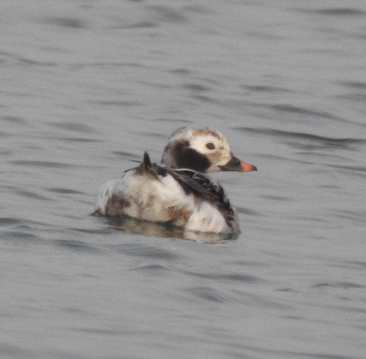 Long-tailed Duck - ML587815941