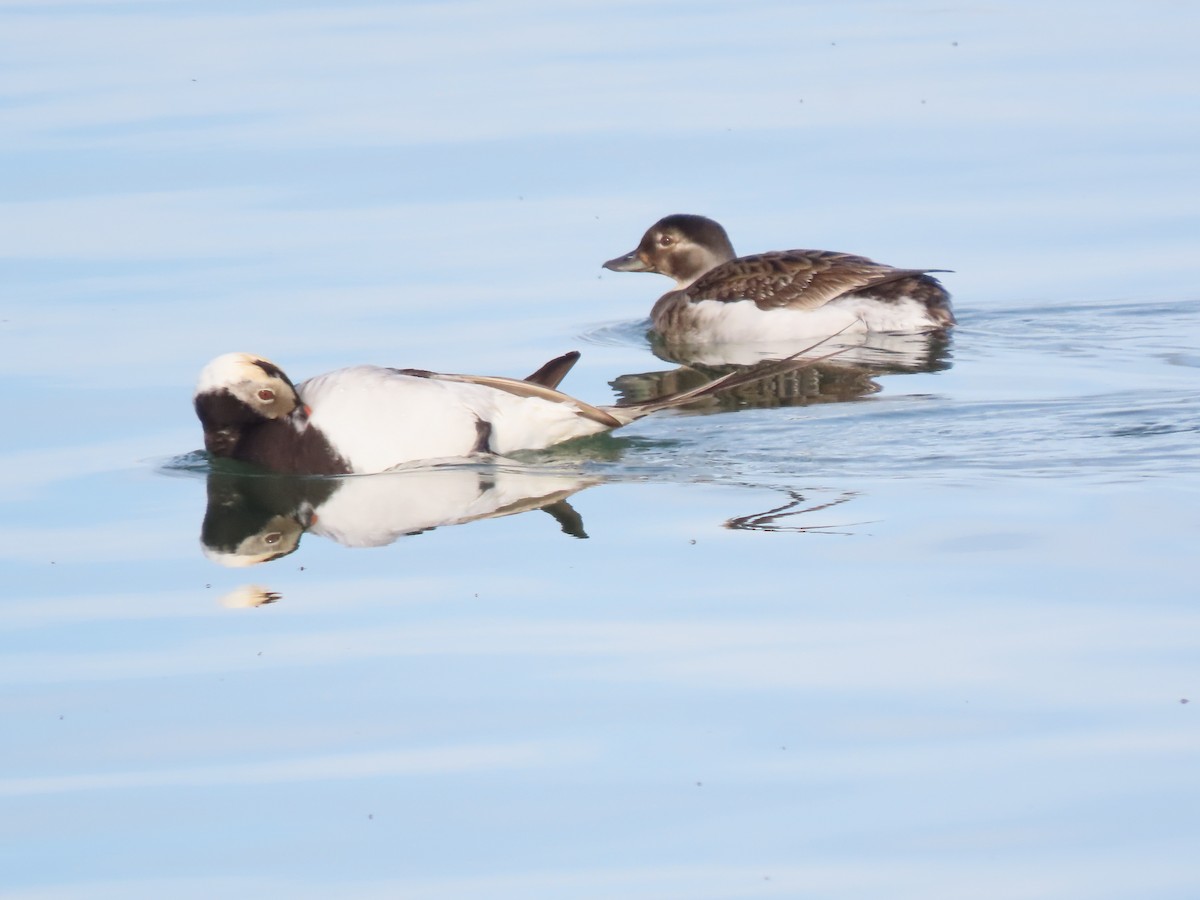 Long-tailed Duck - ML587816401