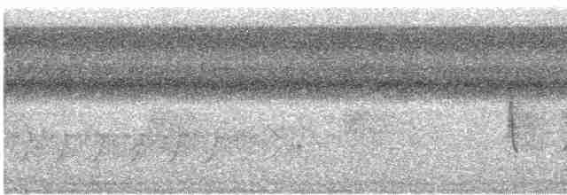Поплітник каролінський - ML587823801