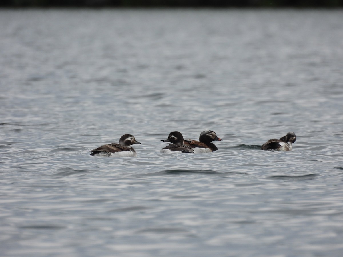 Long-tailed Duck - ML587827601