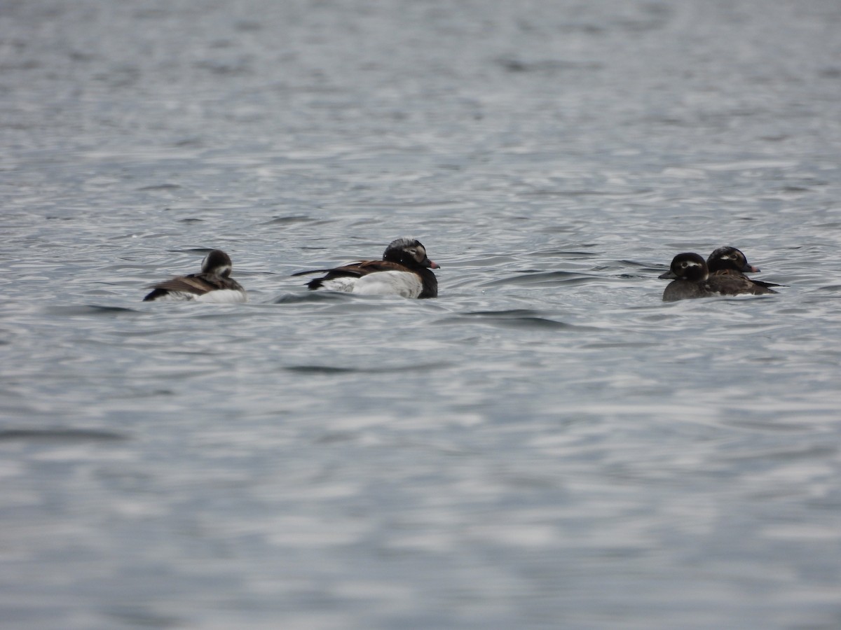 Long-tailed Duck - ML587827611