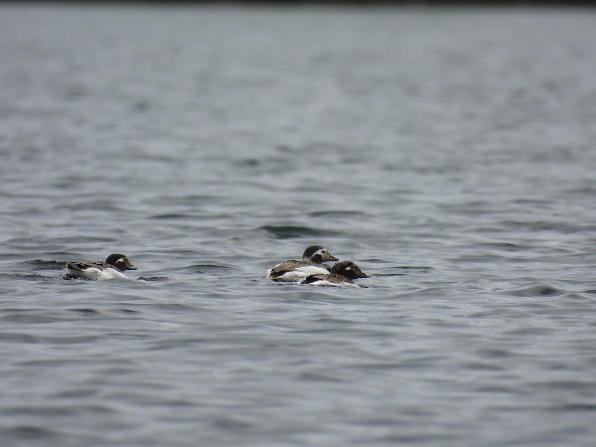 Long-tailed Duck - ML587827631