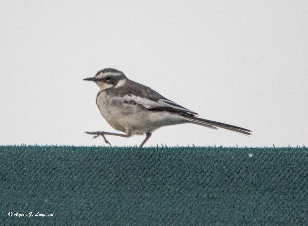 African Pied Wagtail - ML587830291