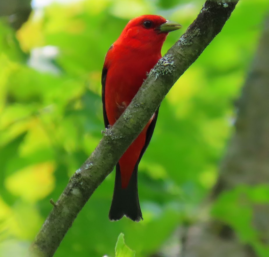 Scarlet Tanager - ML587831731
