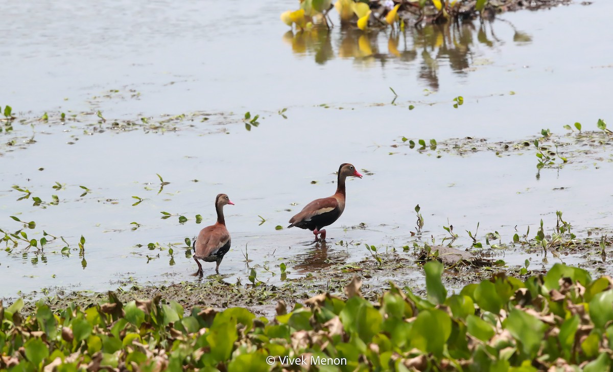 Black-bellied Whistling-Duck (autumnalis) - ML587835481