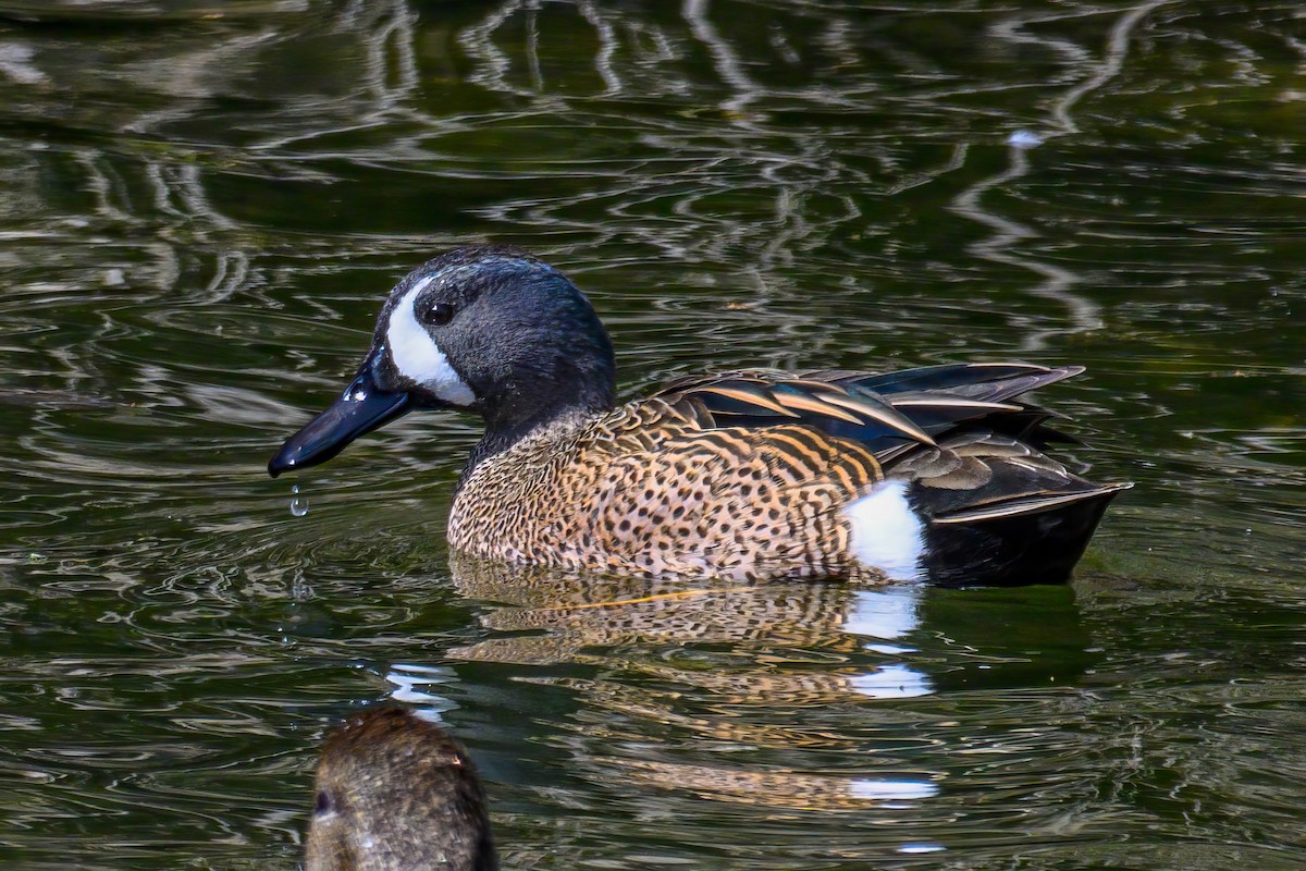Blue-winged Teal - ML587836741