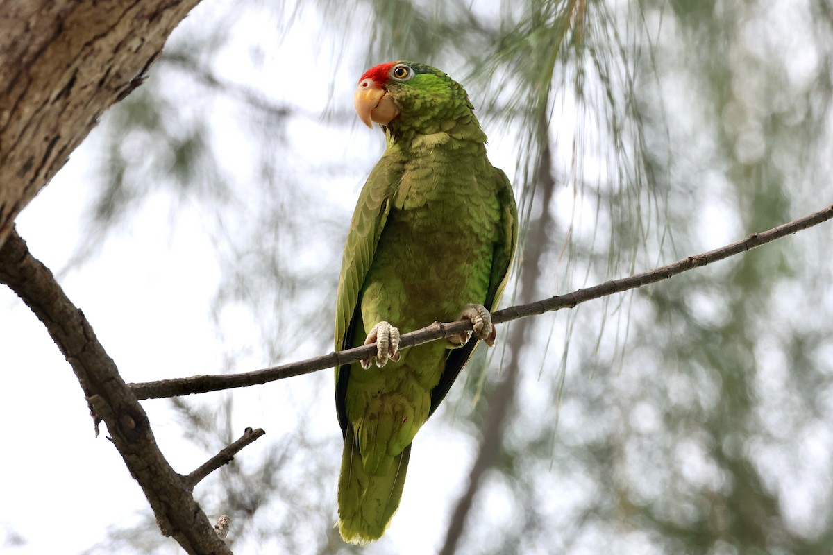 Red-crowned Parrot - ML587839781