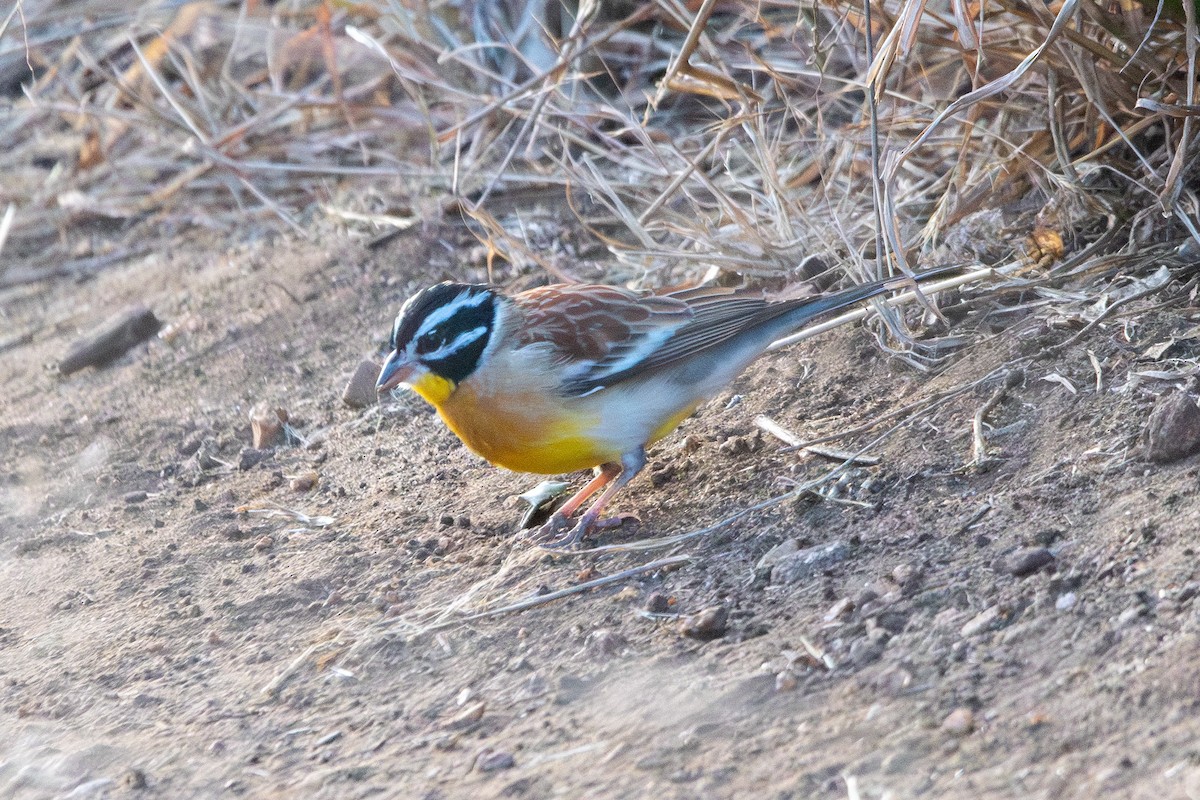 Golden-breasted Bunting - ML587840211