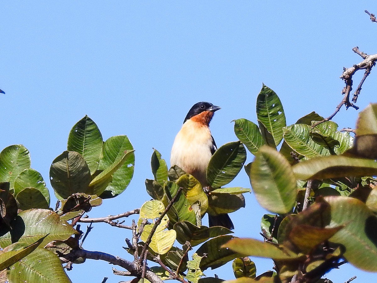 White-rumped Tanager - ML587841371