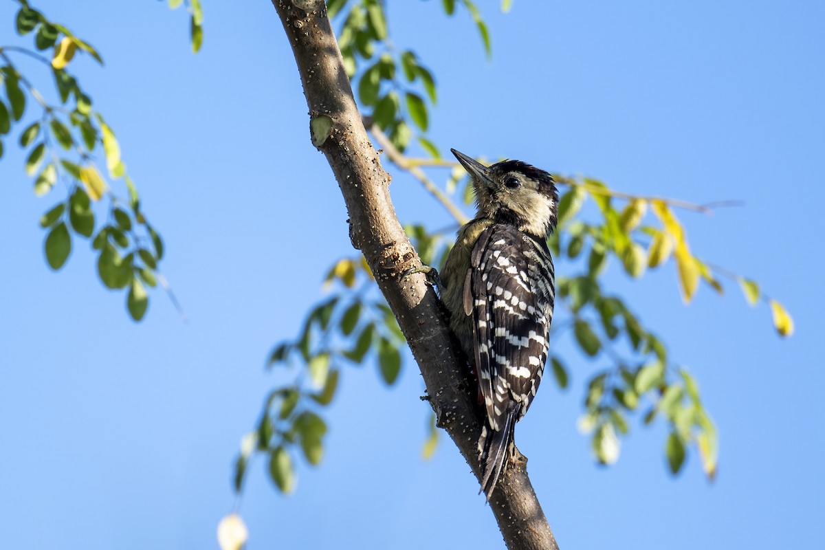 Fulvous-breasted Woodpecker - Parthasarathi Chakrabarti