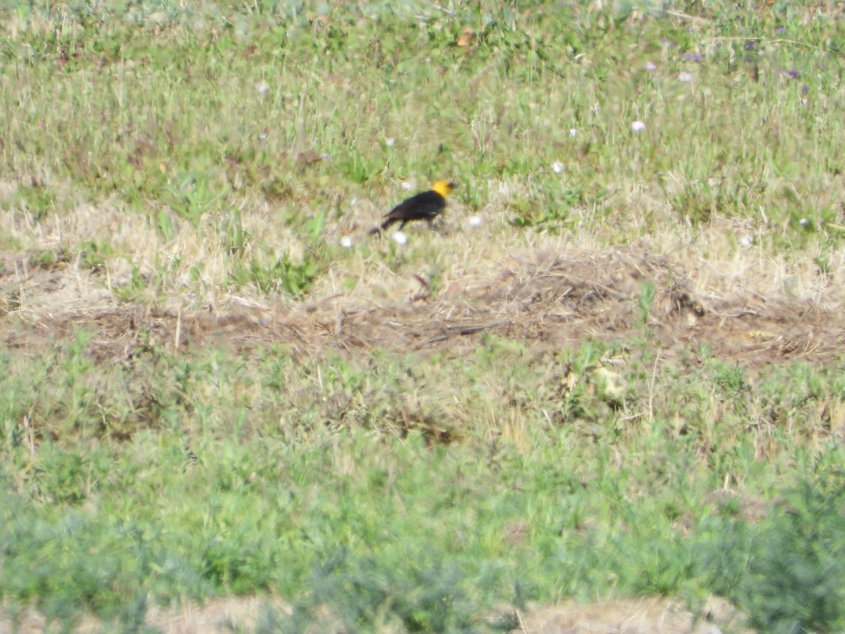 Yellow-headed Blackbird - ML587844201