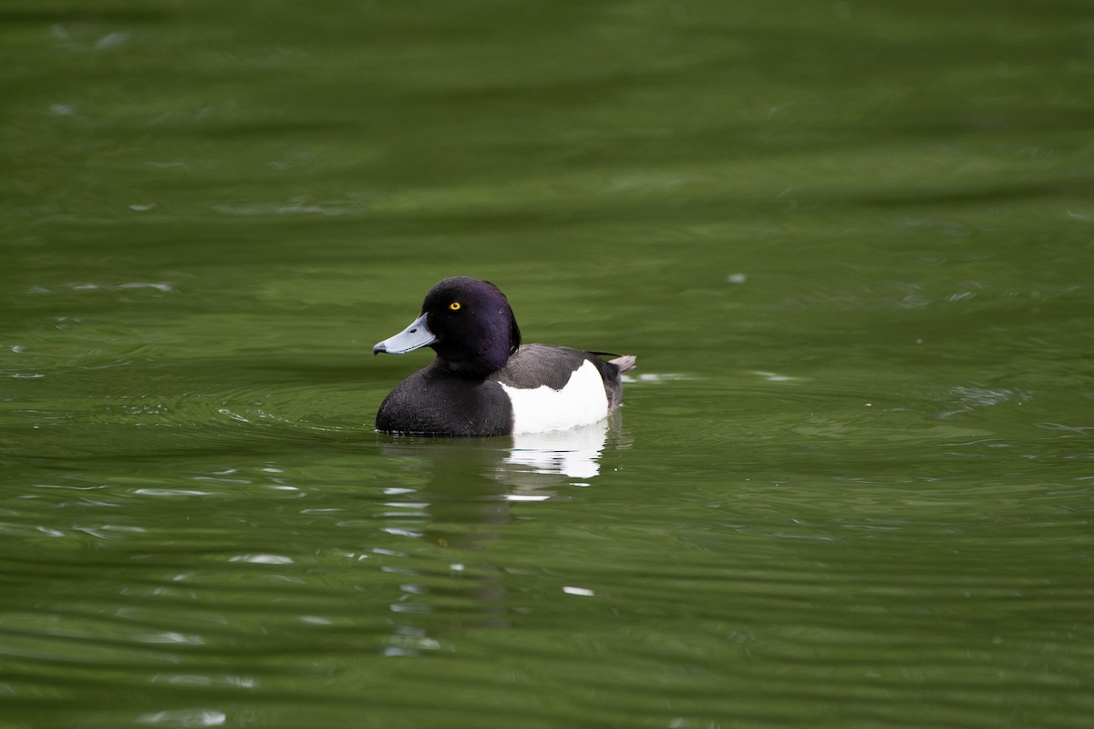 Tufted Duck - ML587844761