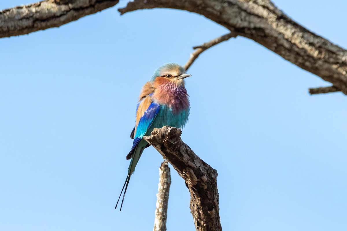 Lilac-breasted Roller - ML587844921