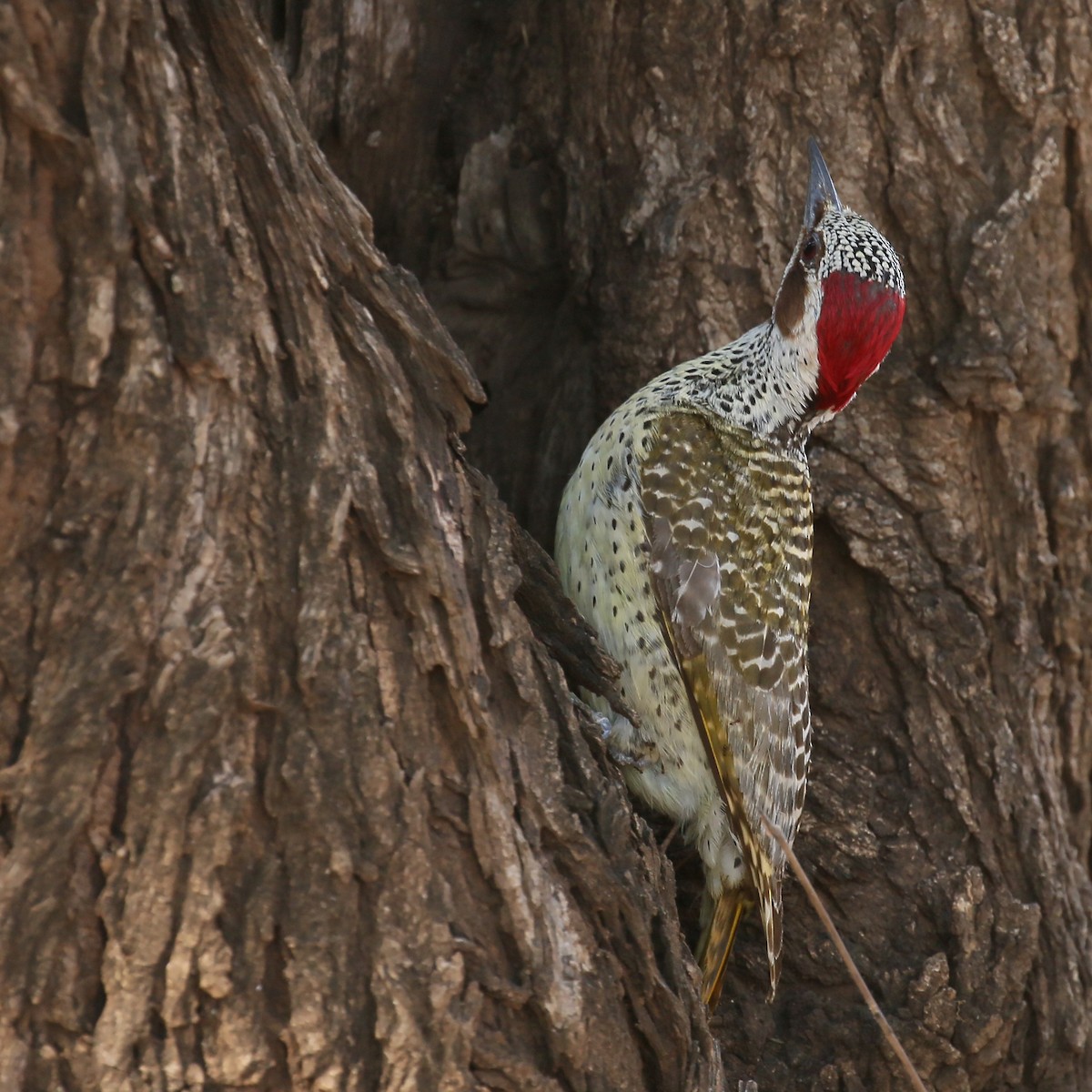 Bennett's Woodpecker (Bennett's) - ML587847071