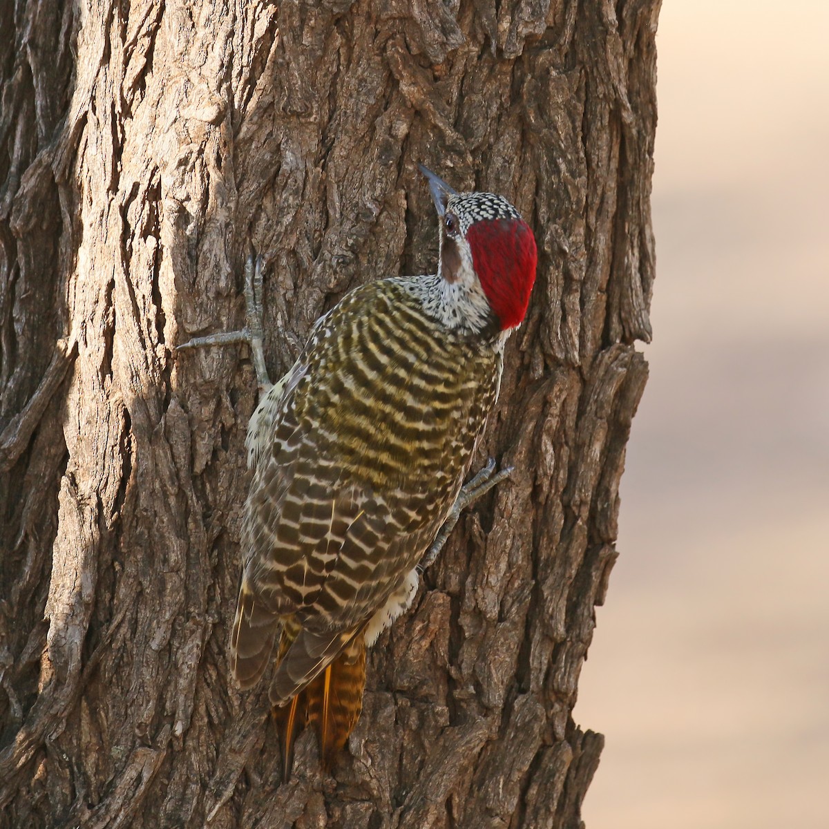 Bennett's Woodpecker (Bennett's) - ML587847101