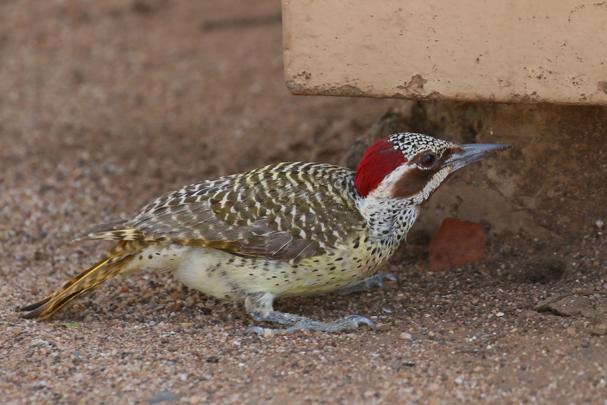 Bennett's Woodpecker (Bennett's) - ML587847131
