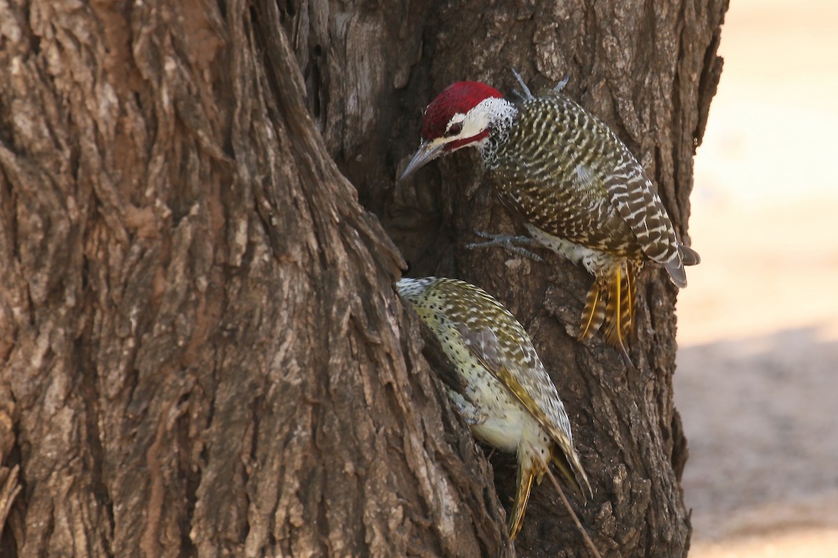 Bennett's Woodpecker (Bennett's) - ML587847141