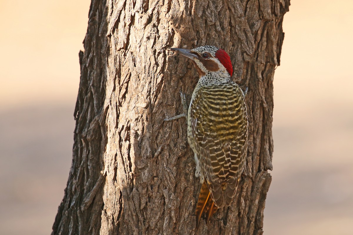 Bennett's Woodpecker (Bennett's) - ML587847161