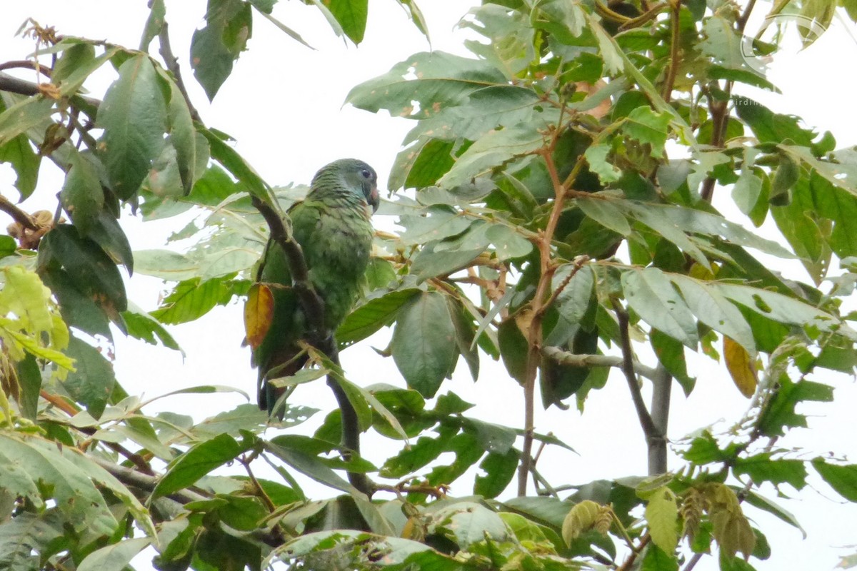 Scaly-naped Parrot - Tinamú Birding Nature Reserve