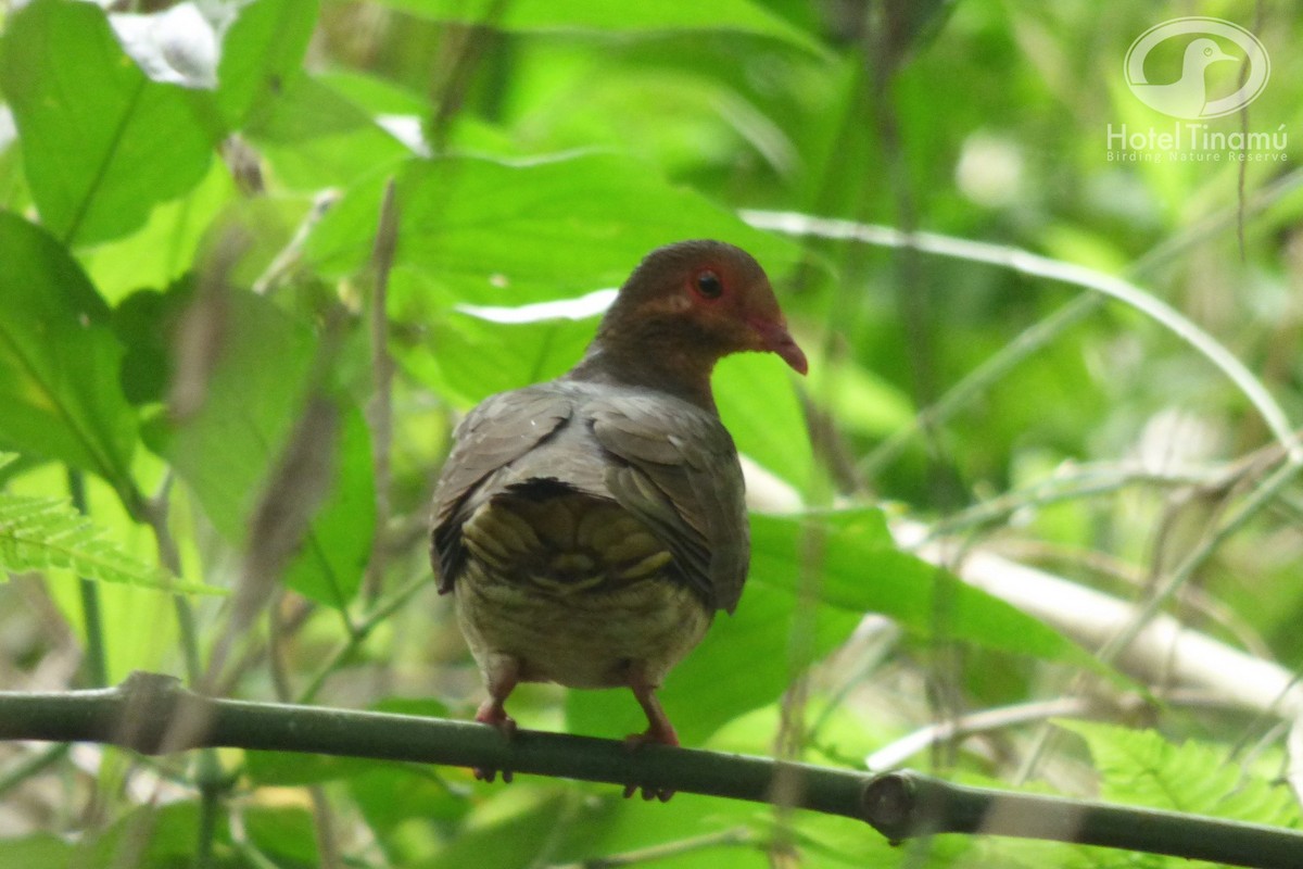 Ruddy Quail-Dove - Tinamú Birding Nature Reserve