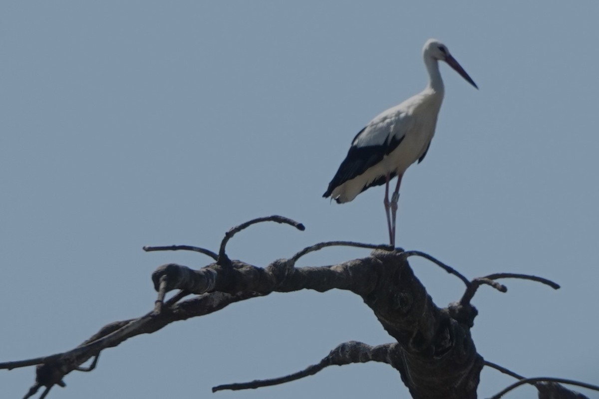White Stork - ML587861141