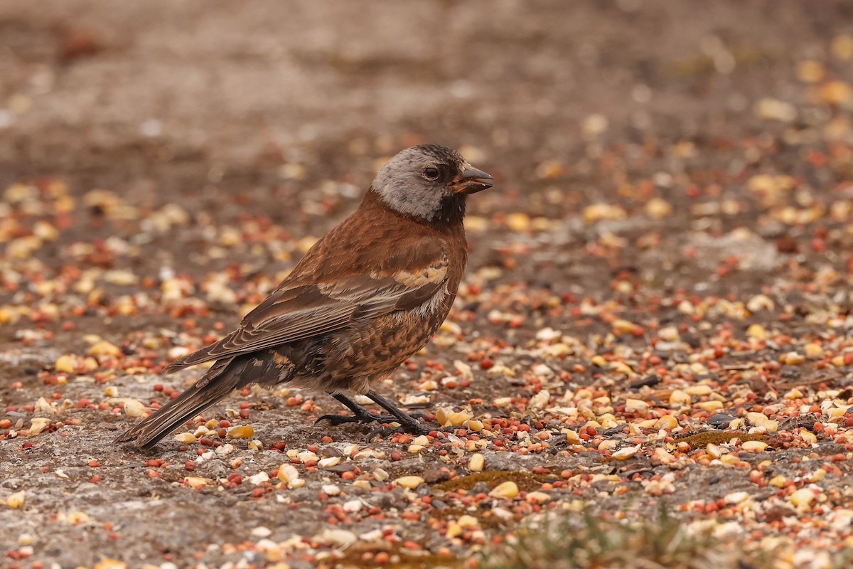 Gray-crowned Rosy-Finch (Pribilof Is.) - ML587862821