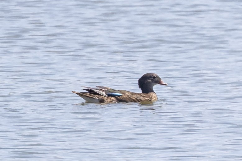 eBird Checklist - 24 Jun 2023 - IRWD San Joaquin Marsh & Wildlife ...