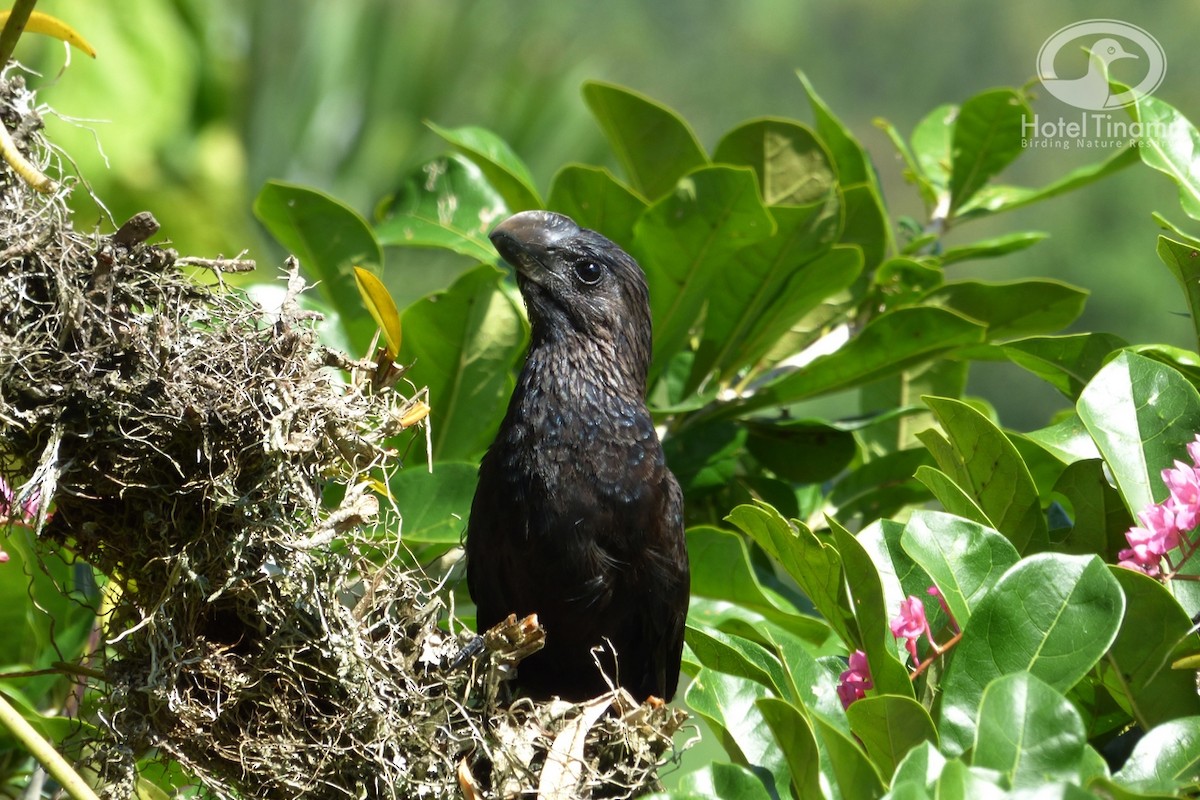 Smooth-billed Ani - Tinamú Birding Nature Reserve