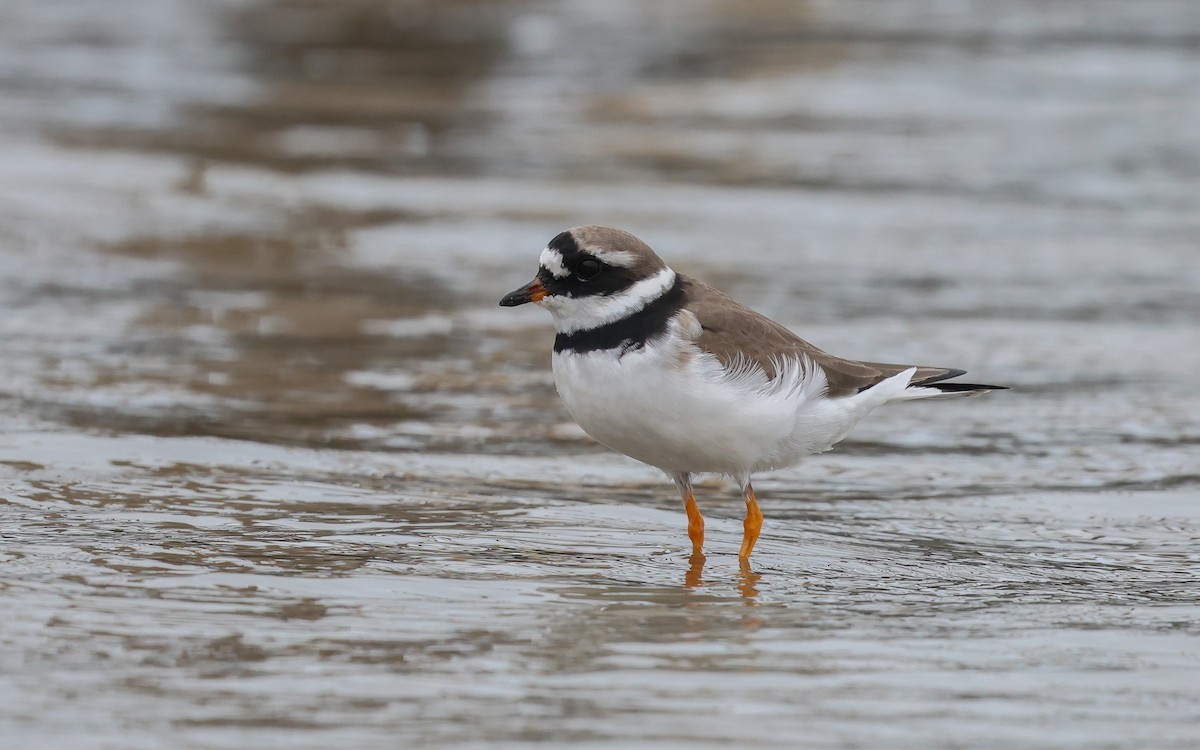 Common Ringed Plover - ML587866111