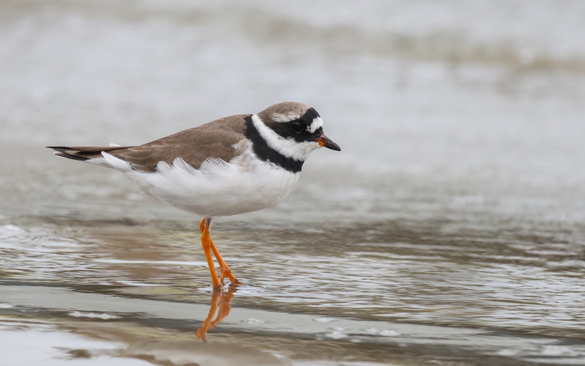 Common Ringed Plover - ML587866121