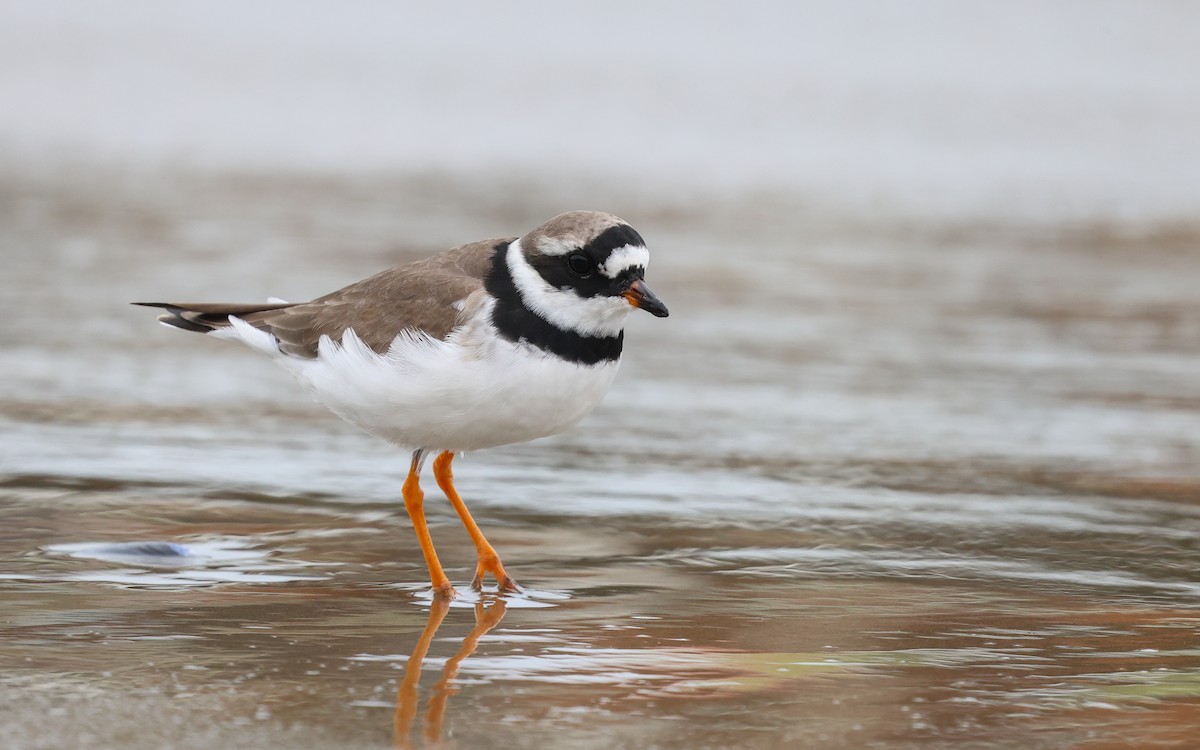 Common Ringed Plover - ML587866151