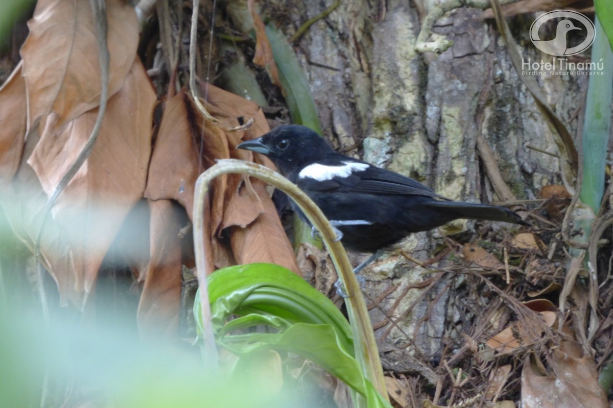 White-shouldered Tanager - ML58787181
