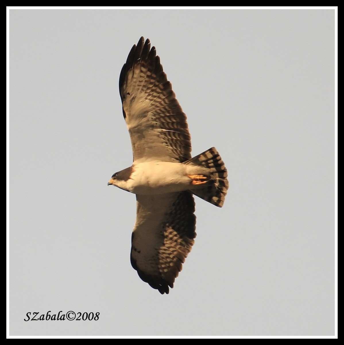Short-tailed Hawk - Sandra Zabala