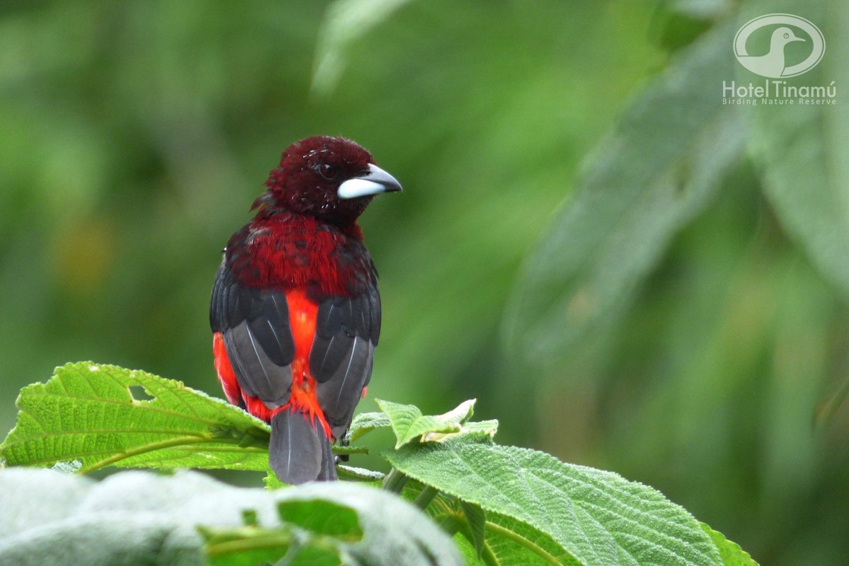 Crimson-backed Tanager - Tinamú Birding Nature Reserve