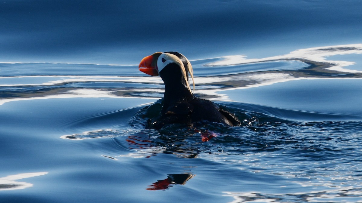 Tufted Puffin - ML587878251