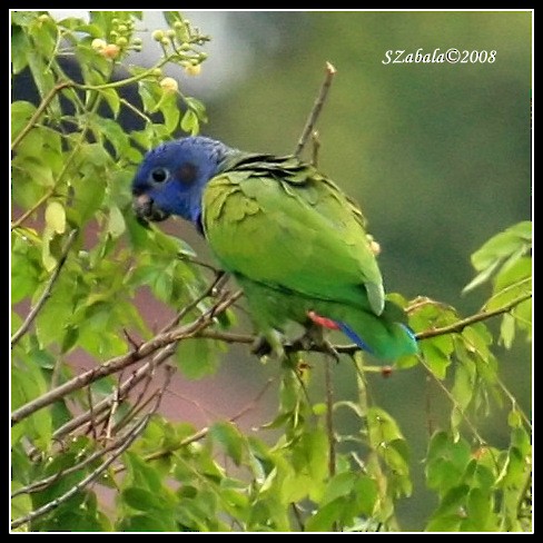 Blue-headed Parrot - Sandra Zabala