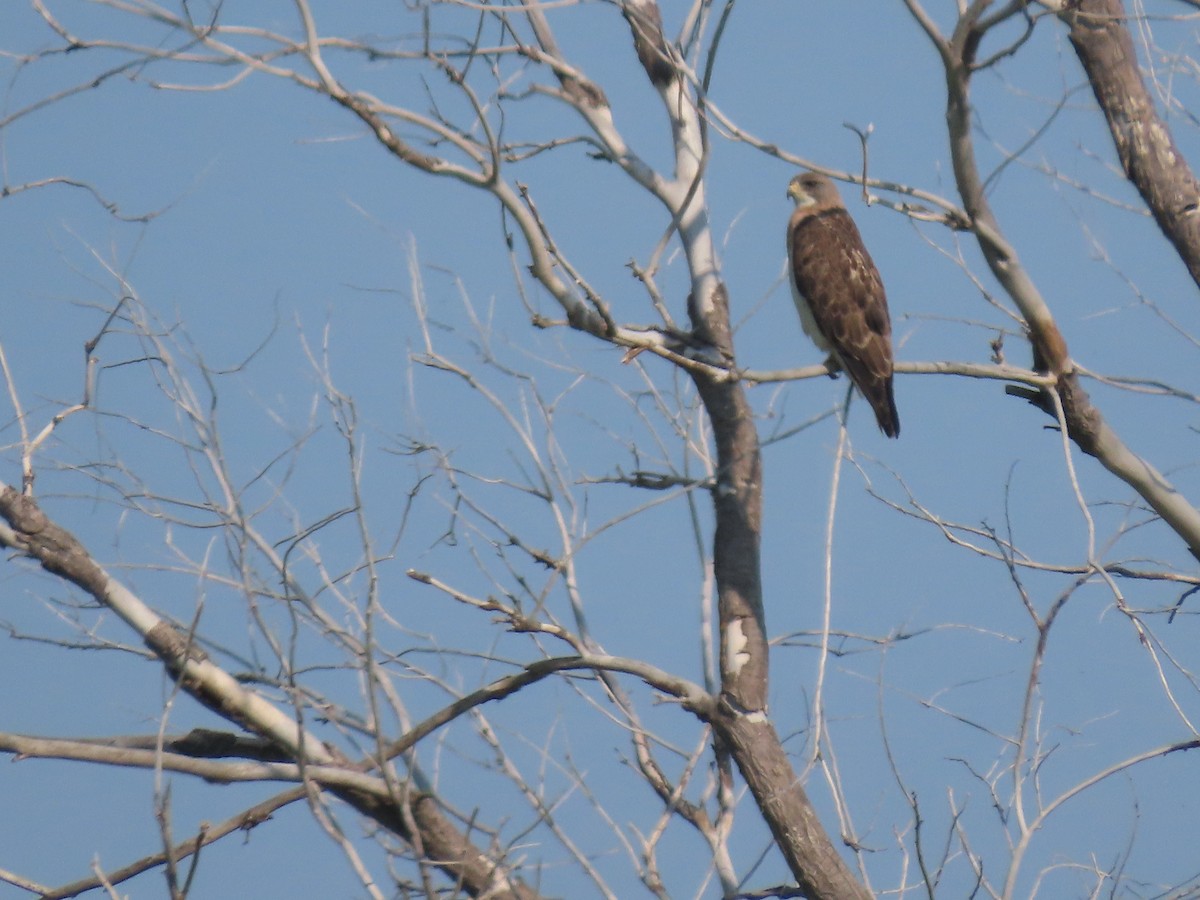 eBird Checklist - 7 Jun 2023 - Alkali Lake (Kidder Co.) - 25 species