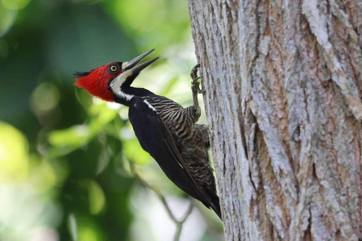 Crimson-crested Woodpecker - Jorge Alcalá