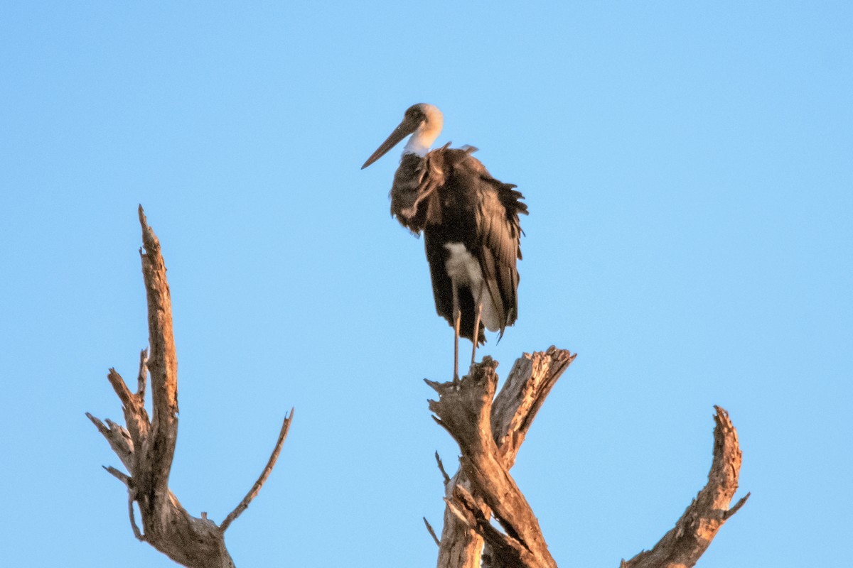 African Woolly-necked Stork - ML587888191