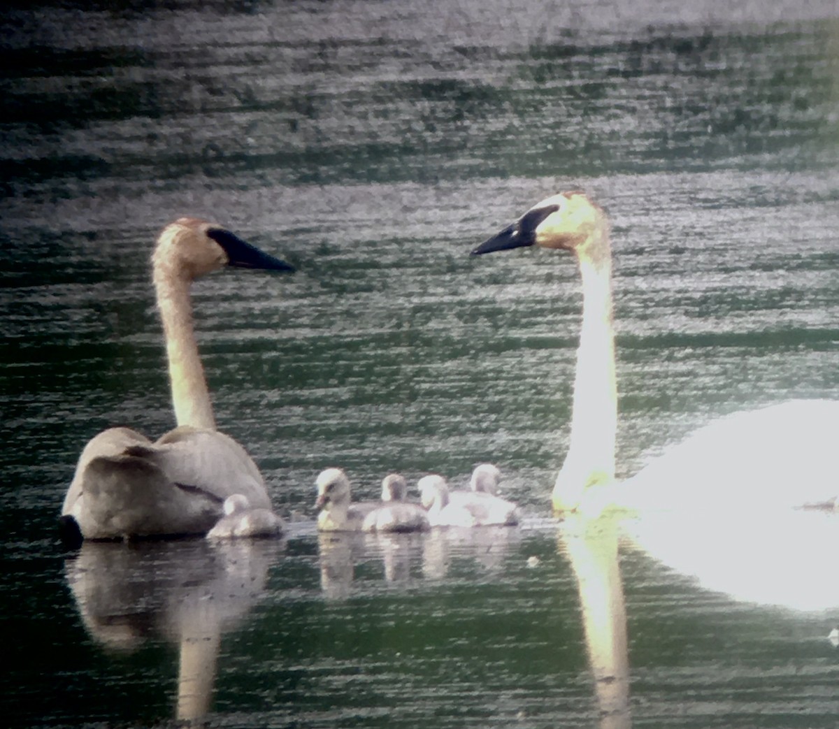 Ebird Checklist Jun County Marsh Species