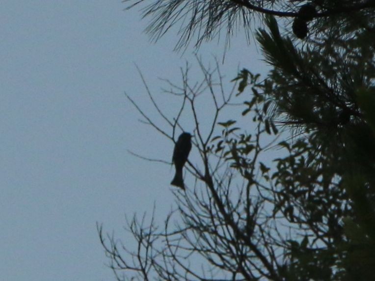 Square-tailed Drongo-Cuckoo - ML58788981