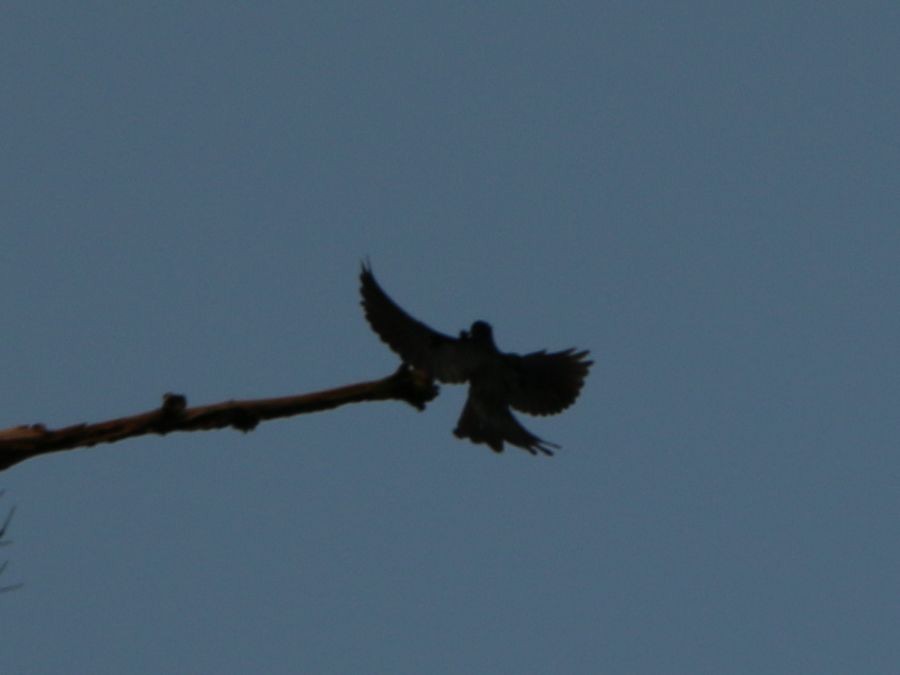 Square-tailed Drongo-Cuckoo - ML58788991